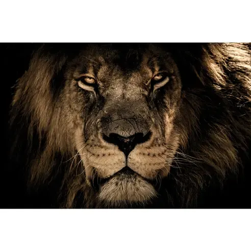 Keilrahmenbild LÖWE - schwarz-weiß-braun - 118x78 cm
