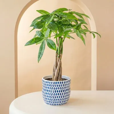 Geldboom plant | Pachira | Incl. pot