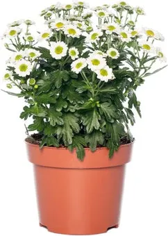 Chrysant (Chrysanthemum 'Garden Mums') D 12 H 20 cm
