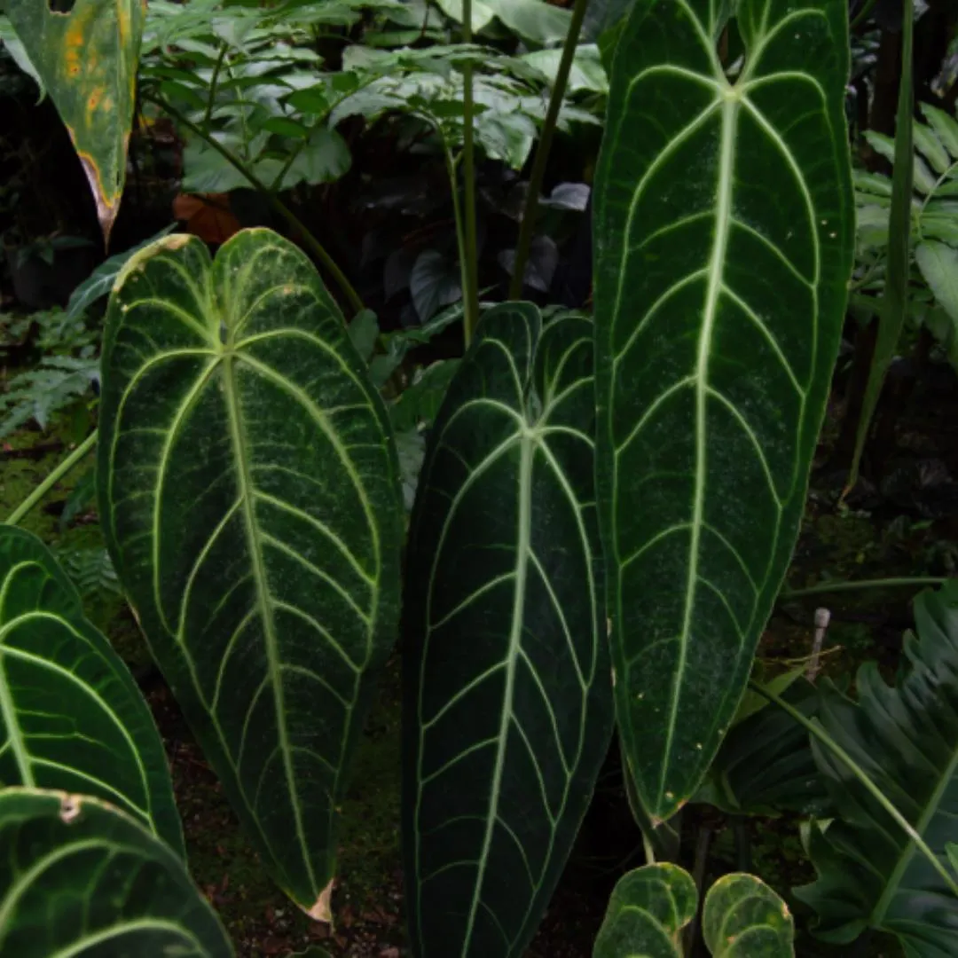 Anthurium Warocqueanum 17cm