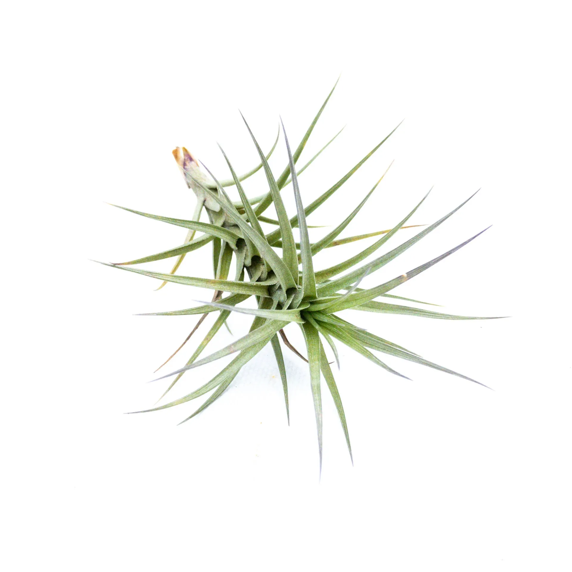 Tillandsia Bergeri