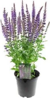 Siersalie (Salvia nemorosa 'Ostfriesland') D 17 H 30 cm