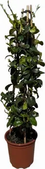 Toscaanse Jasmijn (Tachelospermum jasminoides) D 17 H 70 cm