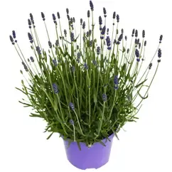 Lavandula angustifolia Hidcote 13cm