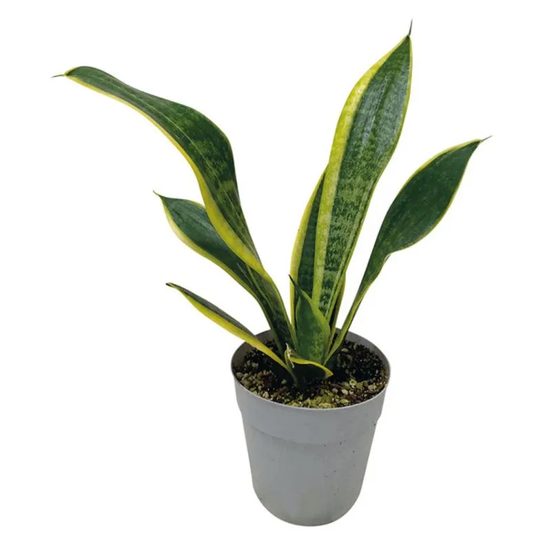 Snake Plant 5in