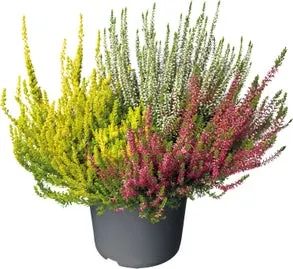 Struikheide trio (Calluna 'Beauty Lady') D 11 H 15 cm
