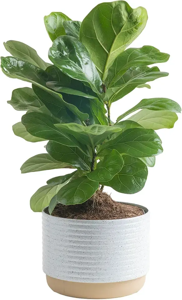 Costa Farms Baby Fiddle Leaf Fig Live Plant in Decorative Pot, Indoor Houseplant, Perfect for Home, Room, or Office Decor, Great House Warming or Birthday Gift, 12-18 Inches Tall