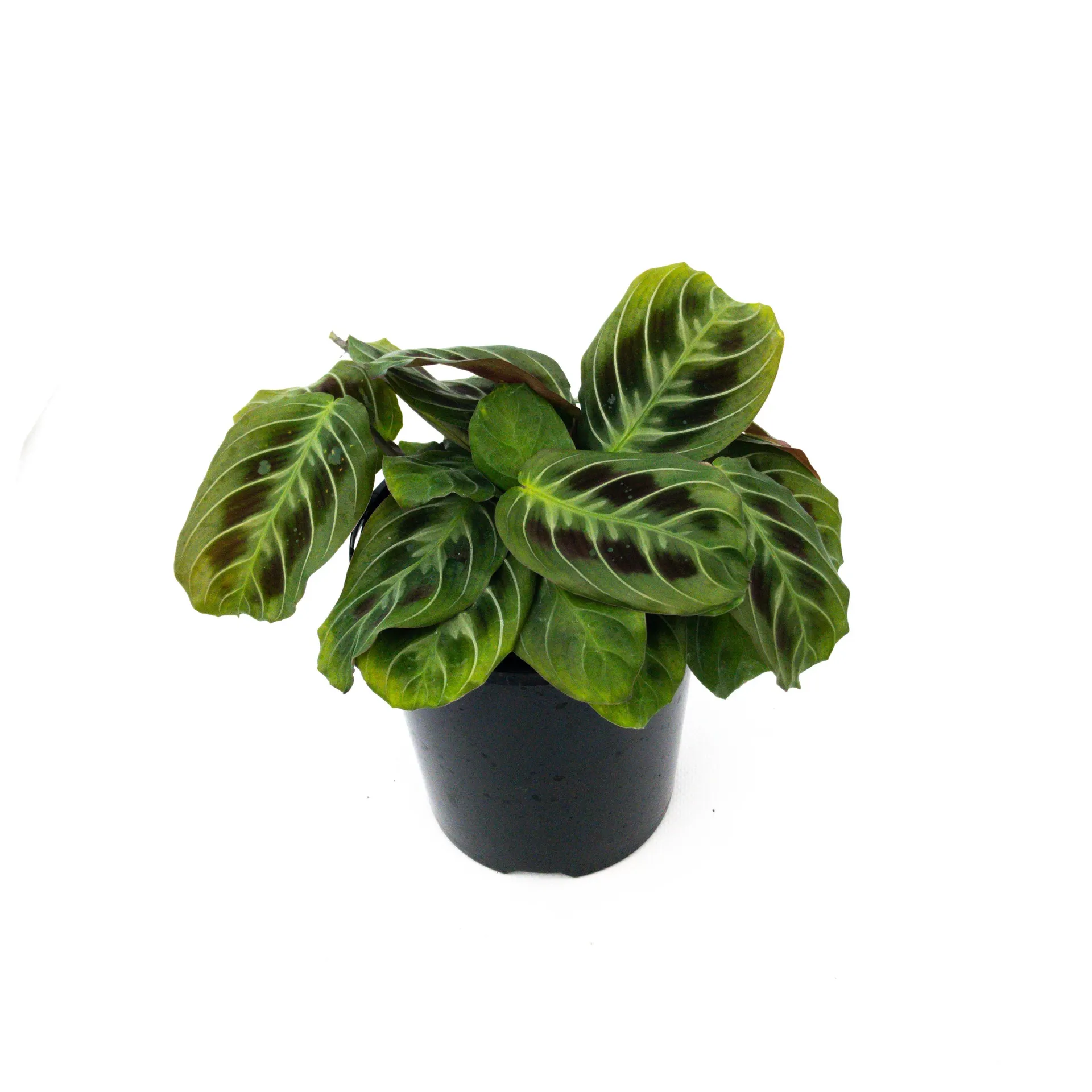 Maranta leuconeura Fishbone (Prayer Plant) - 120mm