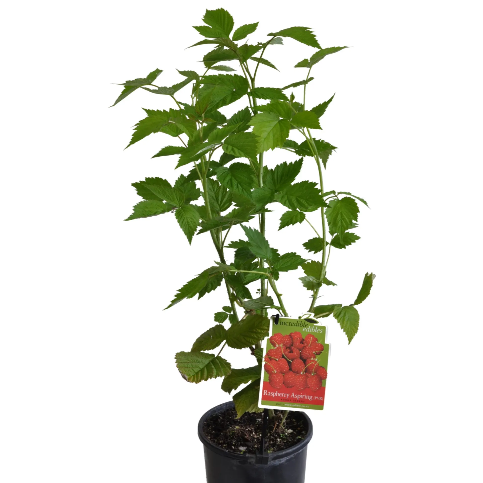 Raspberry 'Aspiring' - 3L