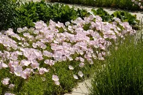 Teunisbloem (Oenothera speciosa 'Siskiyou') D 11 H 20 cm