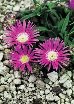 IJsbloem (Delosperma sutherlandii) D 11 H 10 cm