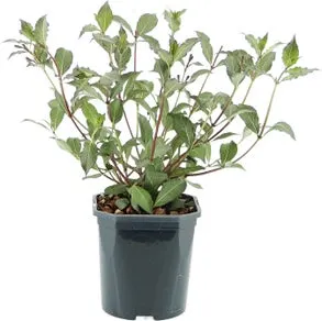 Weigelia (Weigela florida 'Nana Purpurea') D 17 H 40 cm