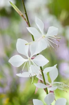 Lindheimers prachtkaars (Gaura lindheimeri 'Whirling Butterflies') D 11 H 80 cm