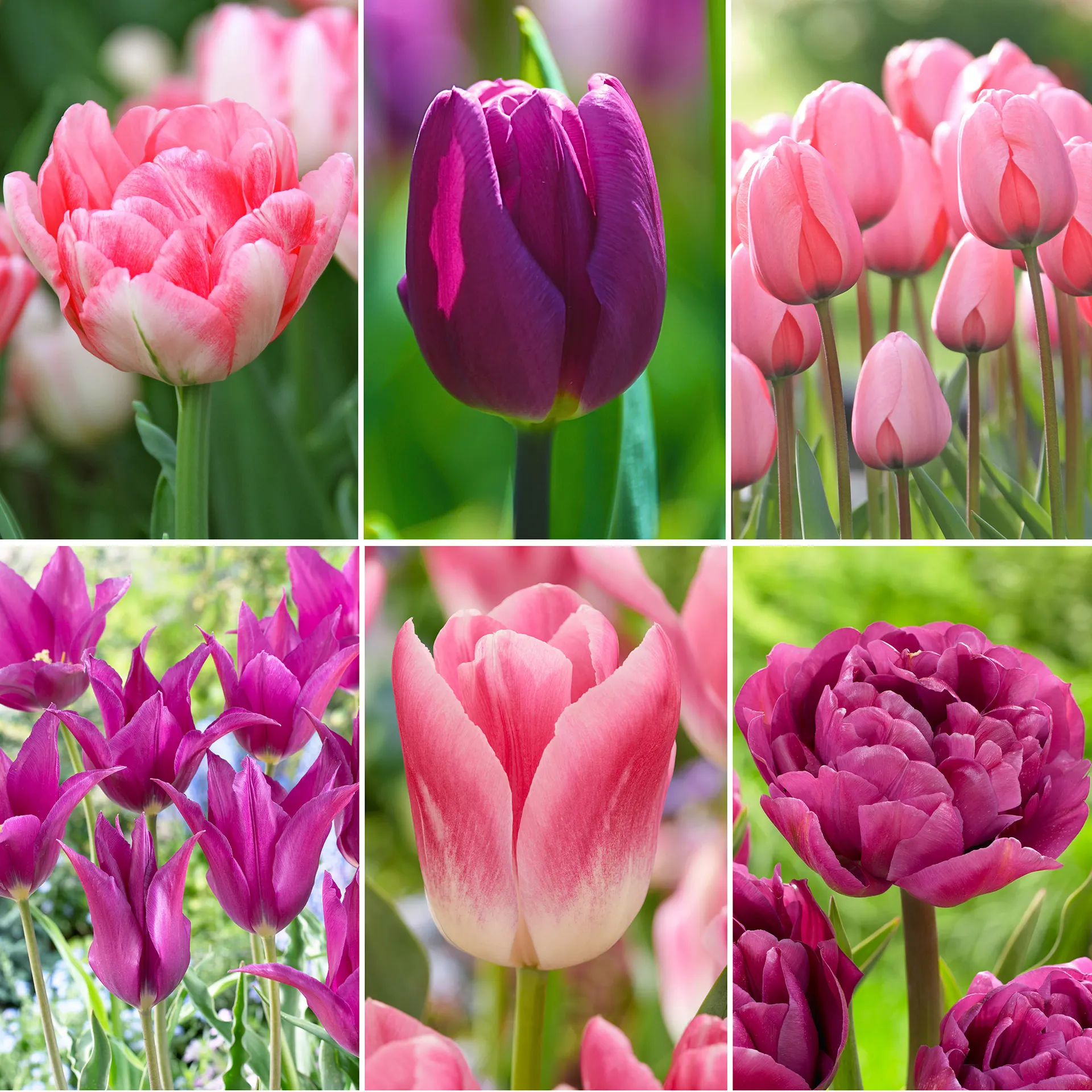 Longfield Gardens Season Long Tulip Collections, 100-count