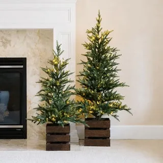 Boxed Pine Trees with Twinkle Lights, Set of 2