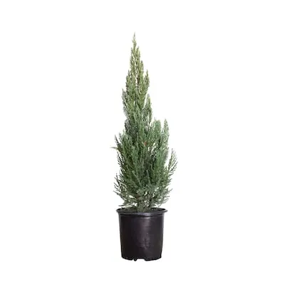 2.5 -Gallon Screening Evergreen