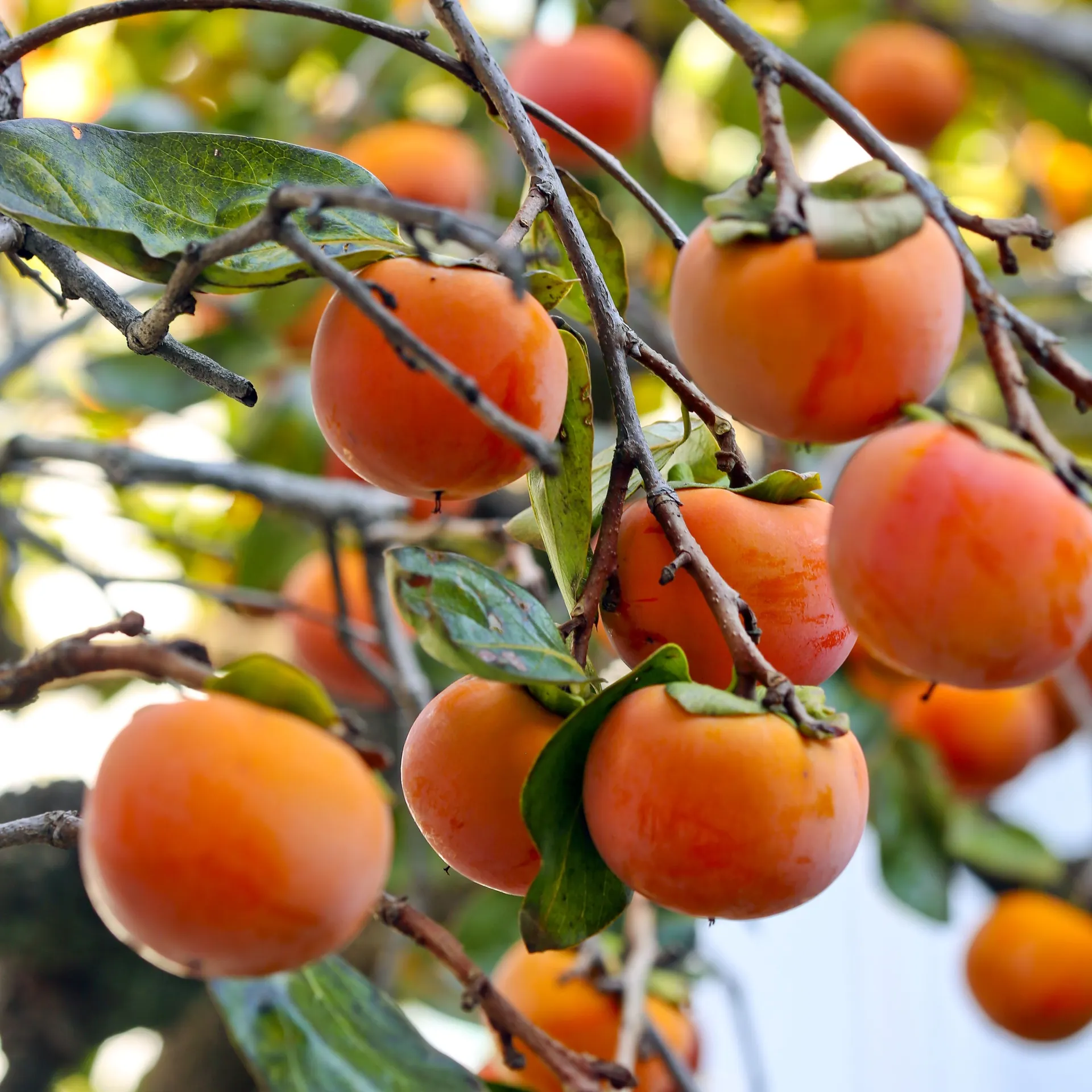 Persimmon Fuyu
