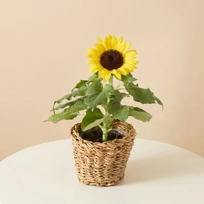 Plant | Zonnebloem in mand