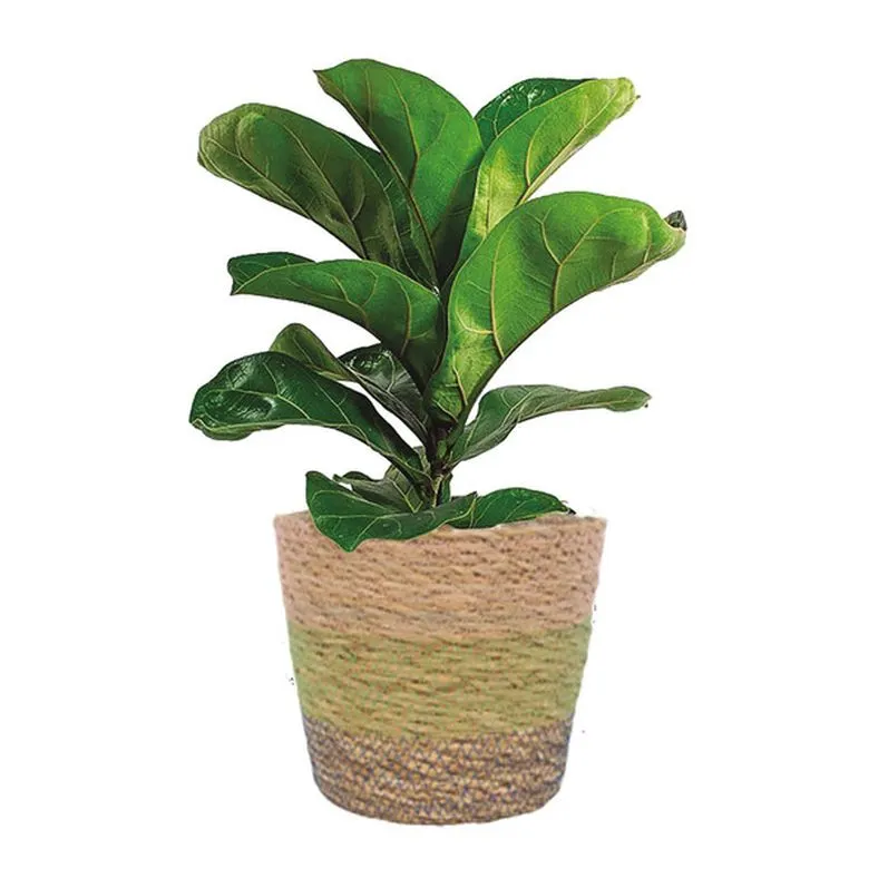 6 Inch Premium Foliage
