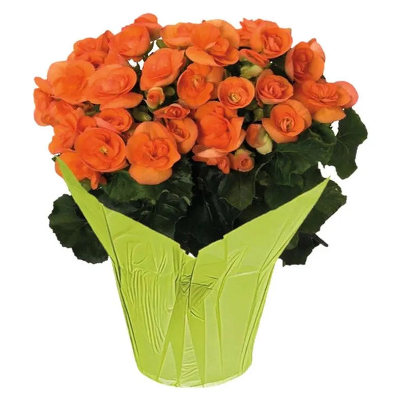 Blooming Flower 6in