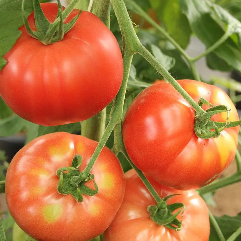 Kings Tomato Grafted 'Beefsteak' - 1.3L