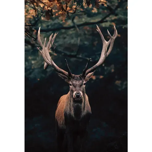 Keilrahmenbild HIRSCH - 78x118 cm