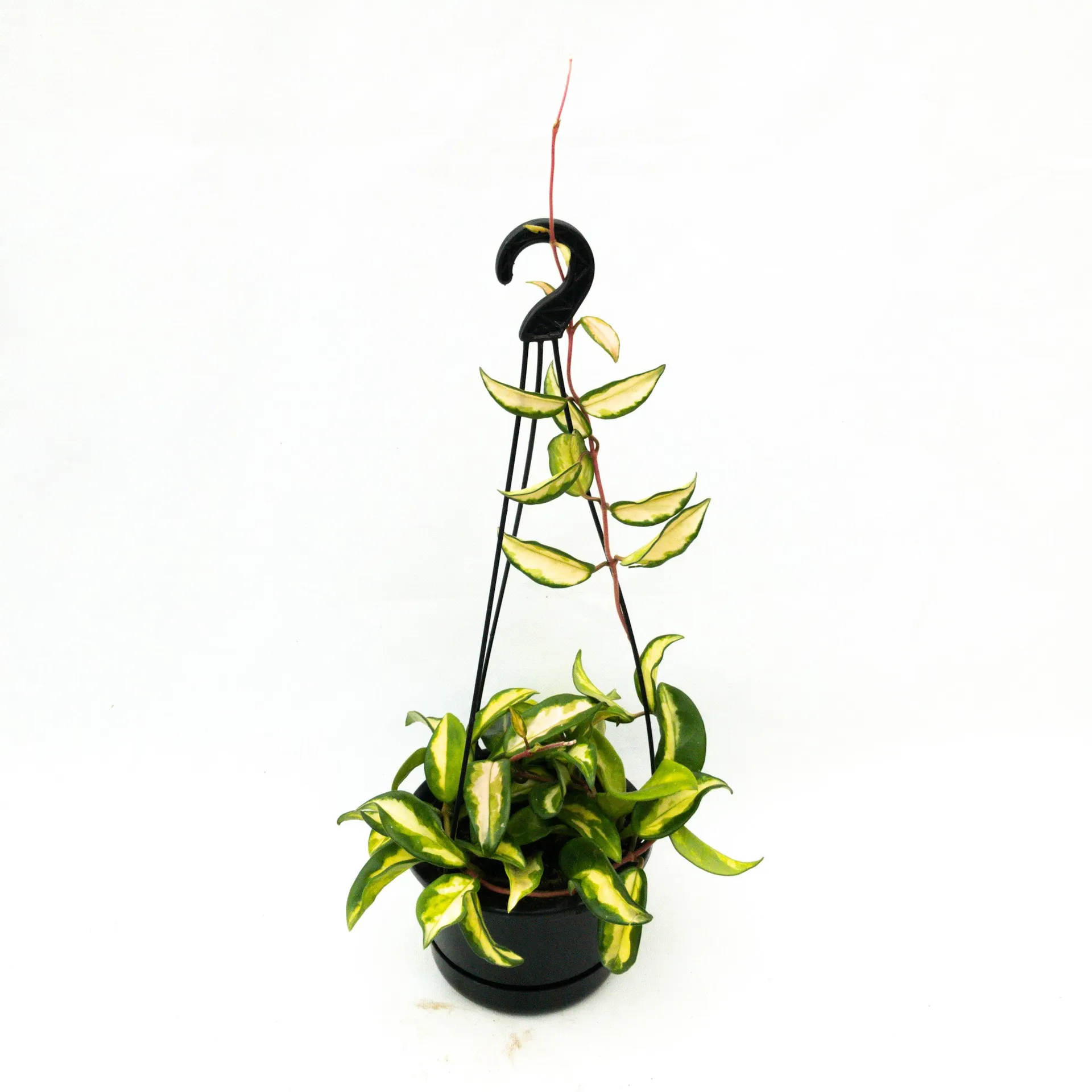 Hoya carnosa 'Krimson Princess' - Basket