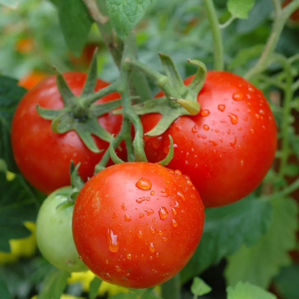 Kings Tomato Grafted 'Moneymaker' - 1.3L
