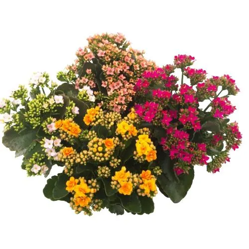 Kalanchoe 12cm Assorted