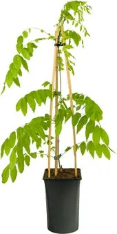 Blauwe regen (Wisteria floribunda 'Alba') D 16 H 75 cm