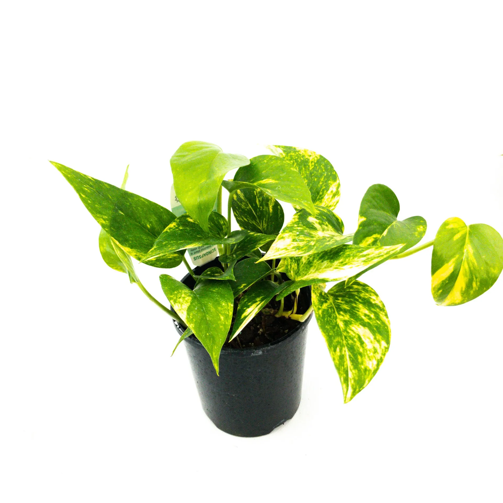 Epipremnum (Scindapsus) Aureum 'Golden Pothos' - 120mm
