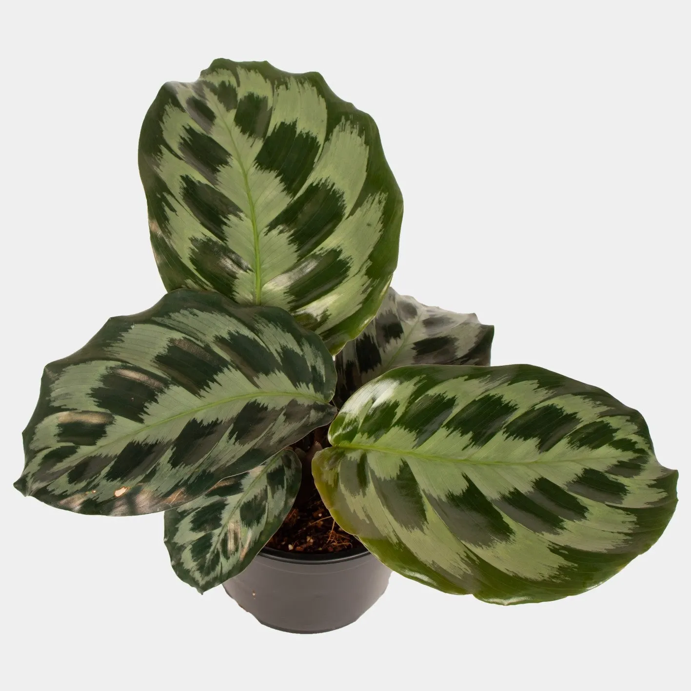 Calathea Helen Kennedy - 14Cm