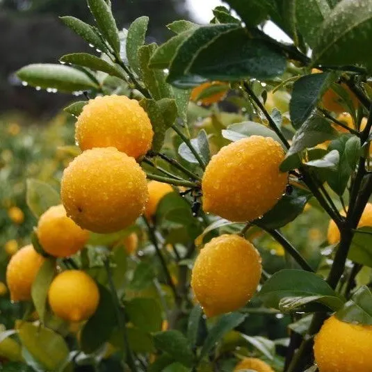 Lemon 'Yen Ben' Dwarf - 3L