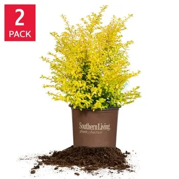 Sunshine Ligustrum, 2-pack
