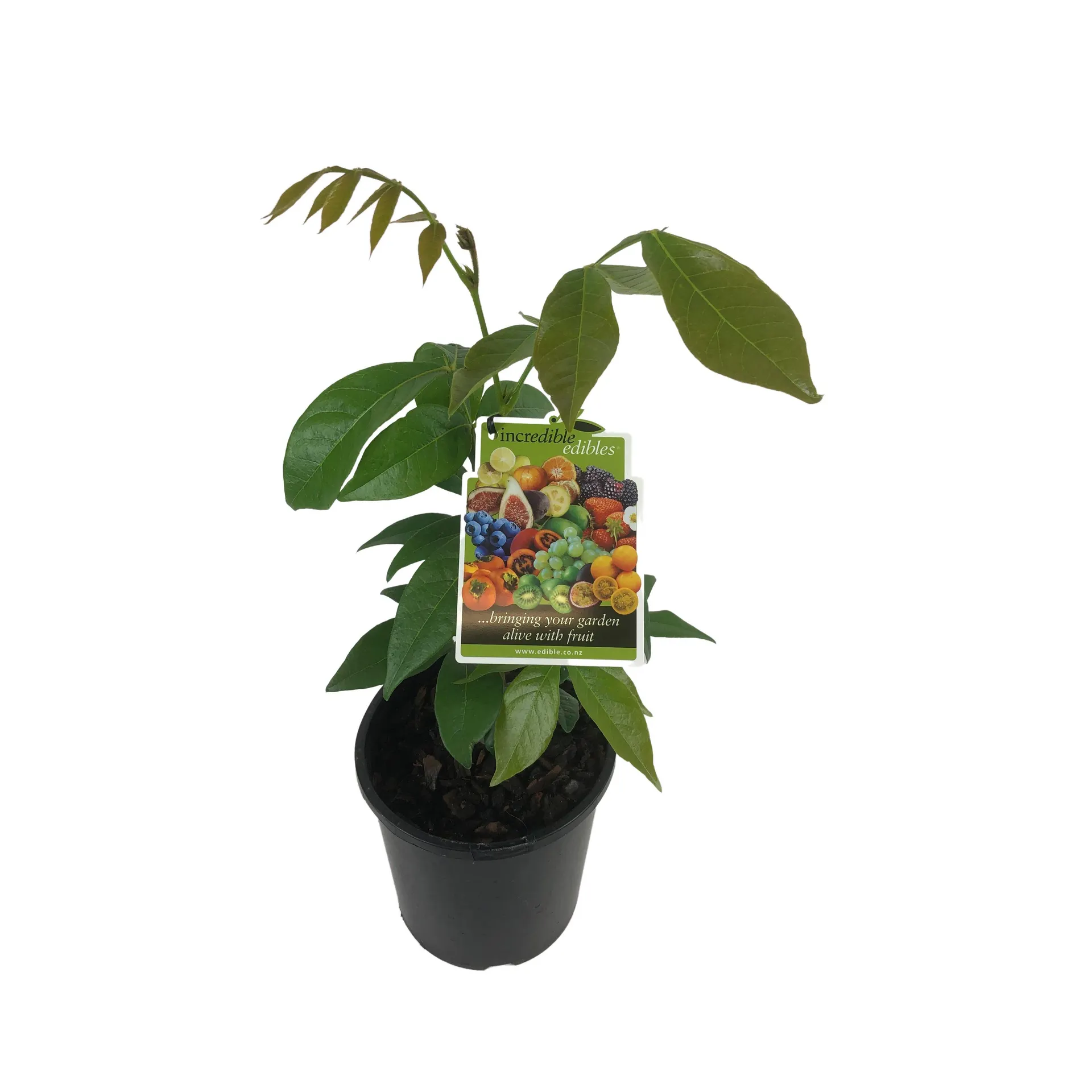 Inga Edulus - Ice Cream Bean - 3L