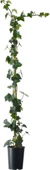 Klimop (Hedera hibernica) D 11 H 90 cm