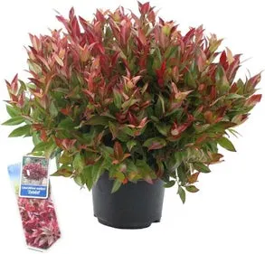Druifheide (Leucothoe axillaris 'Curly Red') D 17 H 35 cm