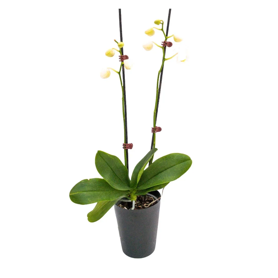 Phalaenopsis (Moth Orchid) White Double - 120mm