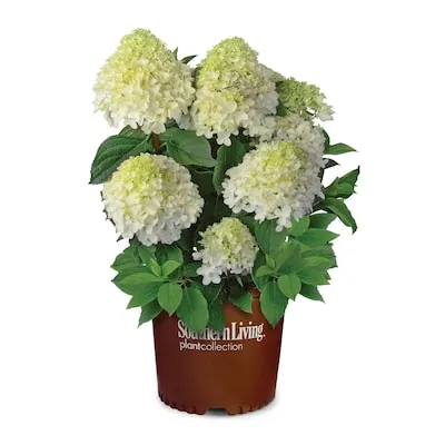 Mr. Bowling Ball Arborvitae Accent Shrub in 2.25 -Gallon Pot 1 -Pack