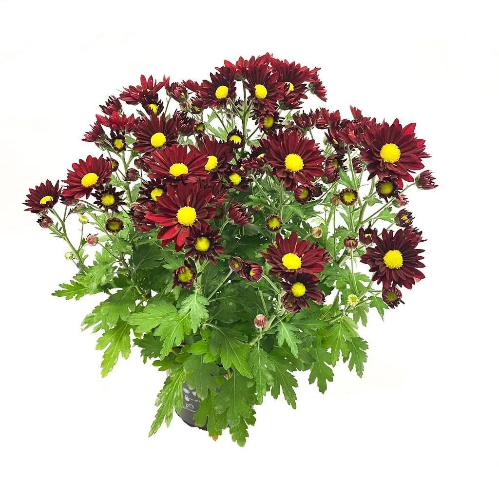 Chrysanthemum - 150mm