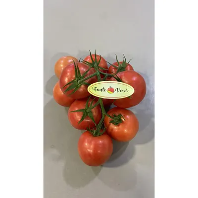 tomate fonte forte rama kg