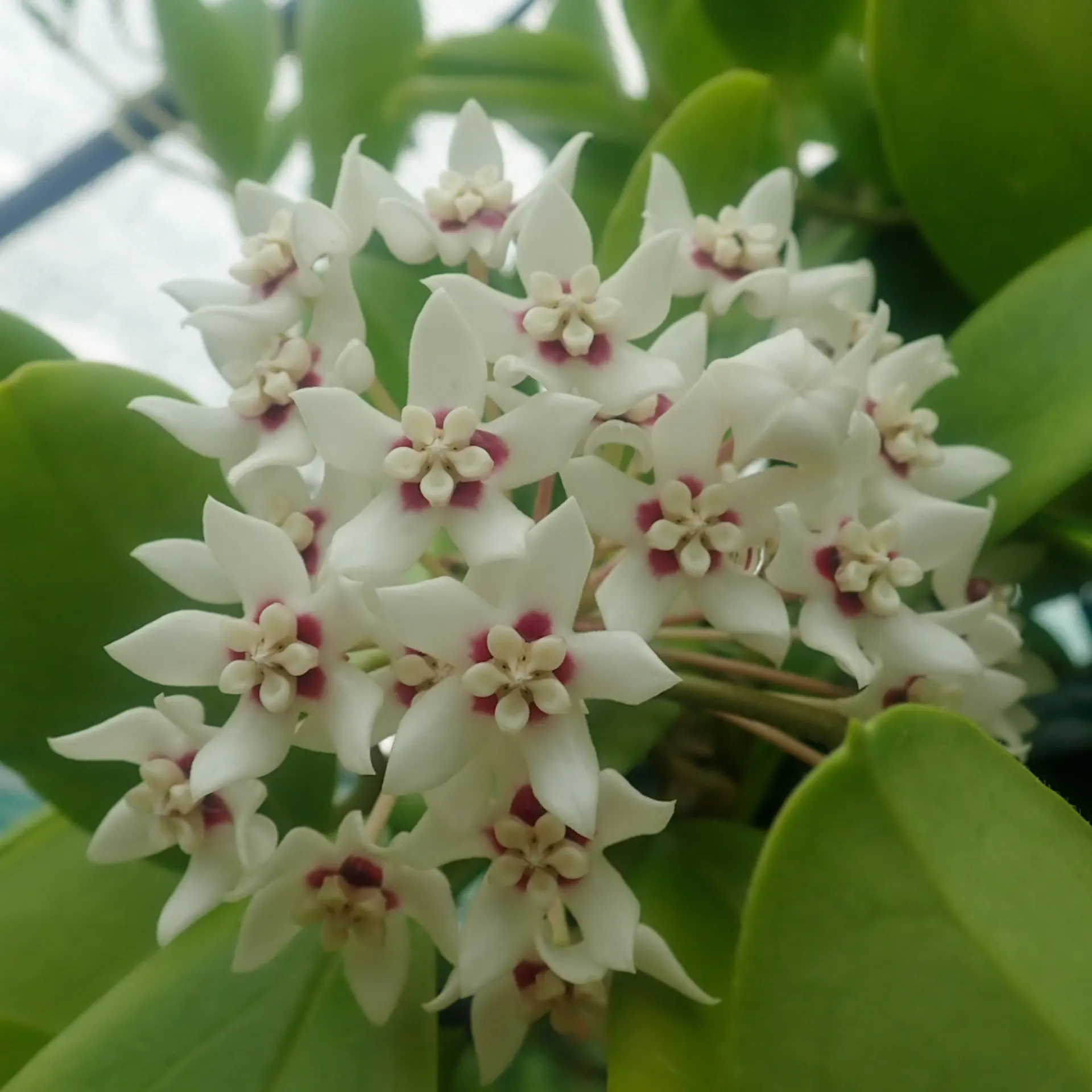 Hoya australis Keysii- Basket