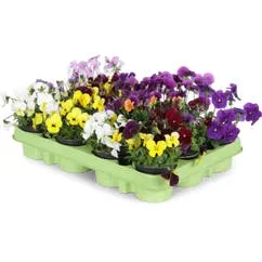 Violen mix 9cm