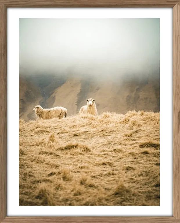 Bilde Sheep Duet 40 x 50 cm, m/smal ramme, rustikk eikefarget