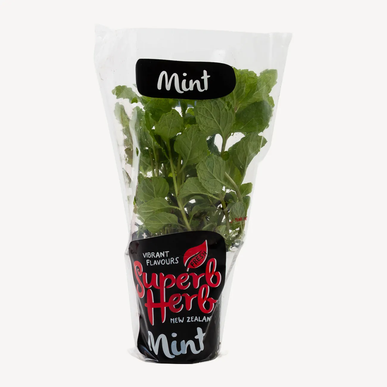 mint plant small