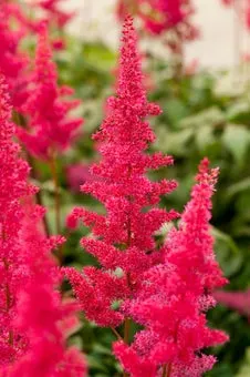 Pluimspirea (Astilbe arendsii 'Fanal') D 11 H 60 cm