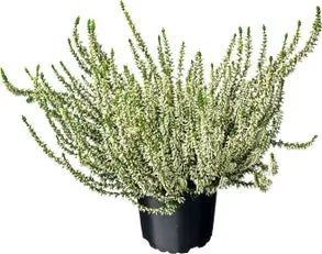 Struikheide (Calluna vulgaris 'Garden Girls') D 12 H 20 cm