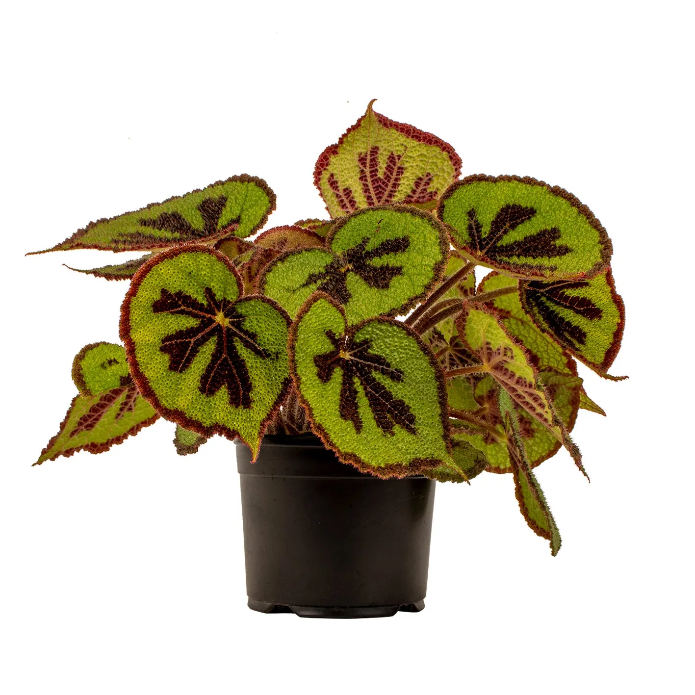 Begonia Masoniana -Mountain - 14cm