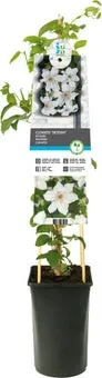 Bosrank (Clematis 'Destiny') D 17 H 75 cm
