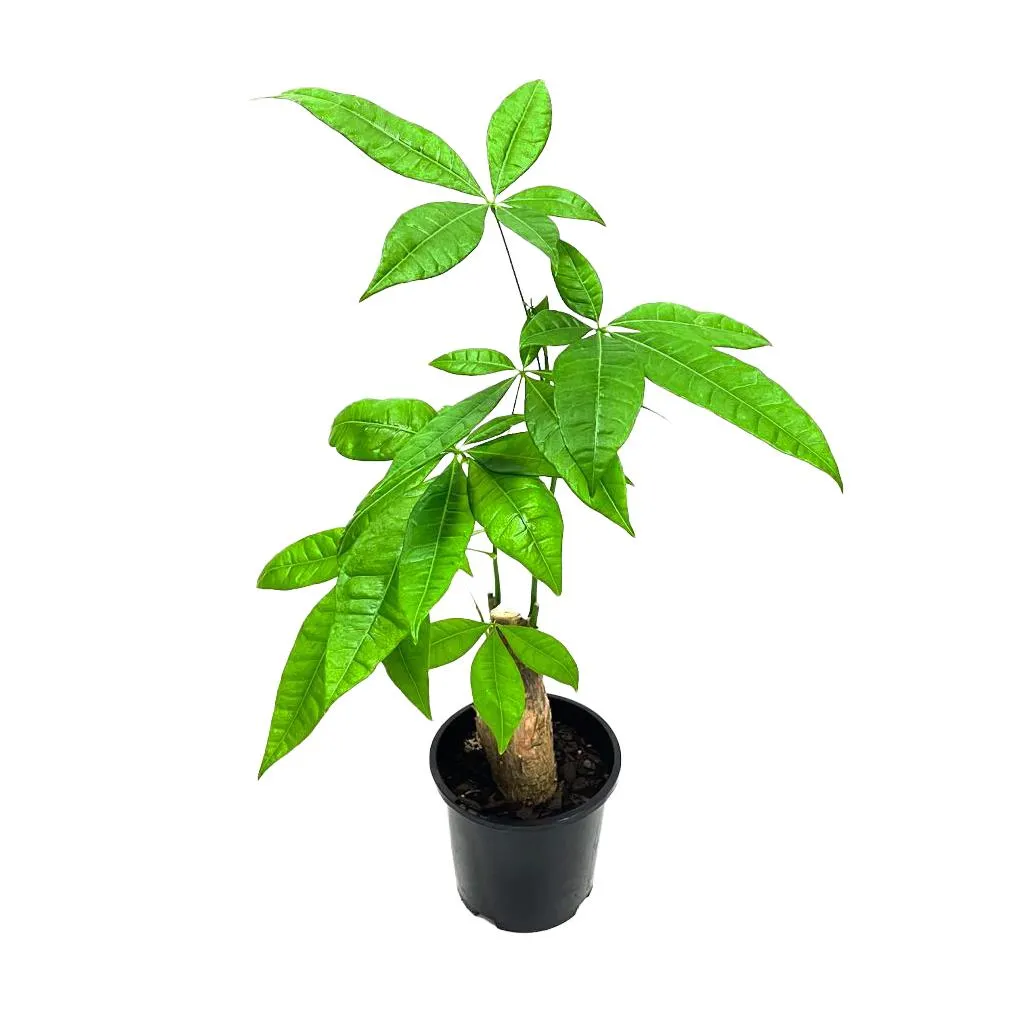Pachira aquatica cane - 14cm